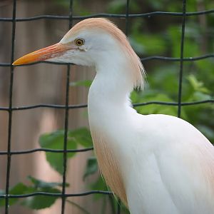 Western cattle egret (Bubulcus ibis ibis), 2023-06-24