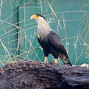 Crested caracara 121223