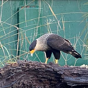 Crested caracara 121223