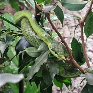 Rhinoceros Ratsnake (Gonyosoma boulengeri)