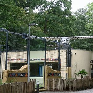 Enclosure for  lions