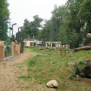 Enclosure for  lions