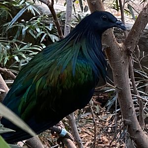 Tropical House - Nicobar pigeon 121223