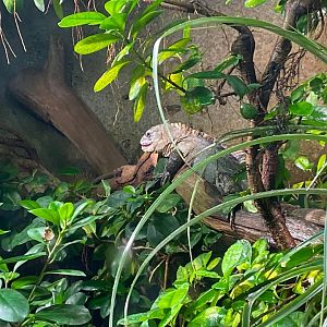 Tropical House - Utila spinytail iguana 121223
