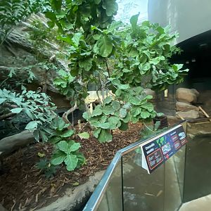 Tropical House - Crocodile monitor enclosure 121223