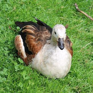 Orinoco goose