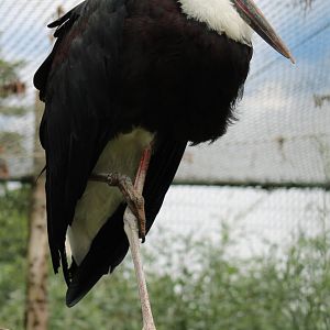 Asian woolly-necked stork