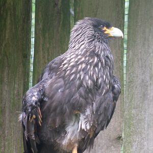 Striated caracara