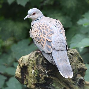 European turtle dove