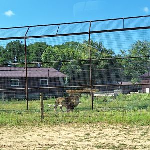 Lion enclosure