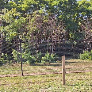 African Wild Dog enclosure
