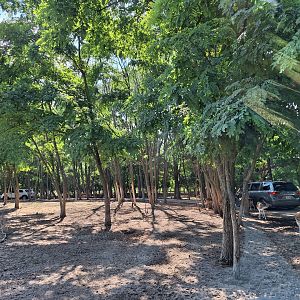 Fallow deer enclosure