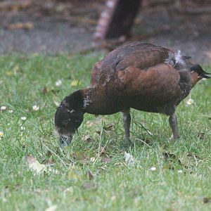 Paradise Shelduck duckling