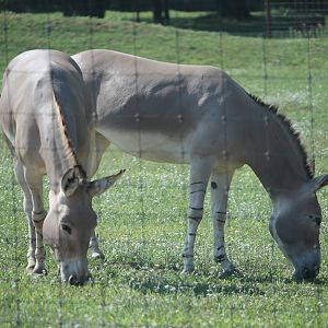 Somali wild ass (Equus africanus somaliensis)