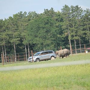 Example field and hungry rhino