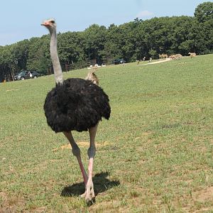 Common Ostrich (Struthio camelus)