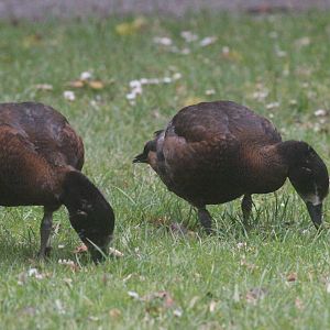Paradise Shelduck ducklings