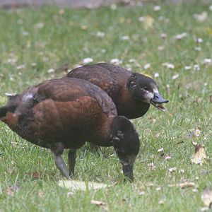 Paradise Shelduck ducklings