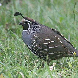 California Quail male