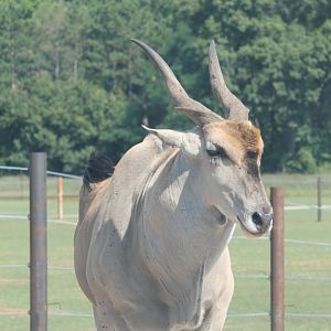 Common Eland (Tragelaphus oryx)
