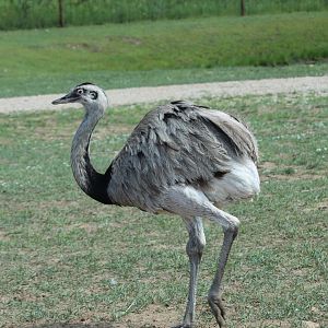 Greater Rhea (Rhea americana)