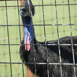 Southern Cassowary (Casuarius casuarius)