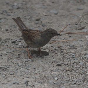 Common Dunnock