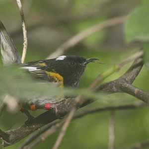 Stitchbird male (sublingual oral fistula)