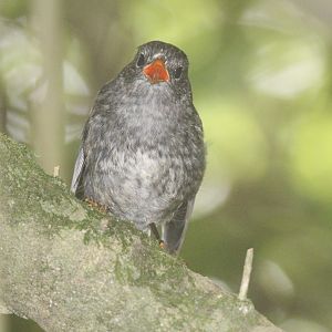 North Island Robin