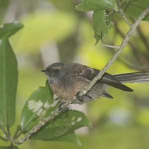 New Zealand Fantail juvenile