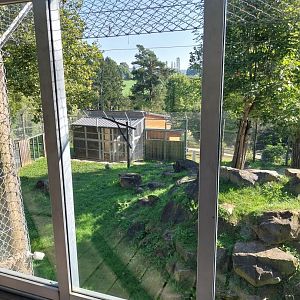 Second lion enclosure