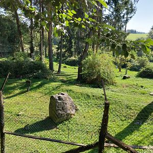 Mandrill and grivet guenon enclosure