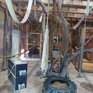 Monkeyhouse (mandrill and grivet guenon)