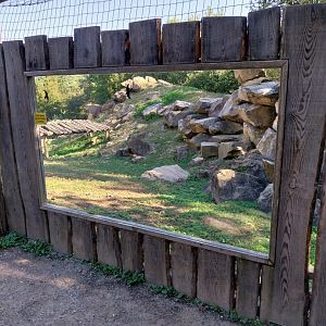 Gelada baboon enclosure viewing point