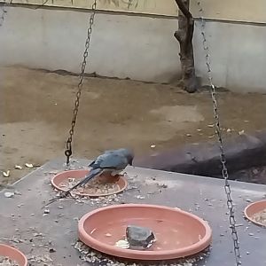 African walkthrough aviary - Blue-naped mousebird (Urocolius macrourus)
