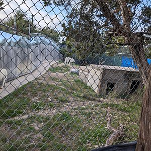 Grey Wolf habitat #2 - white wolves