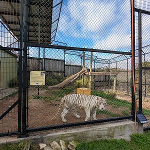 Carnivore complex - "Bengal" tiger cage #1
