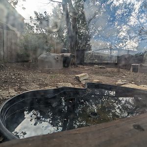Smooth-fronted caiman