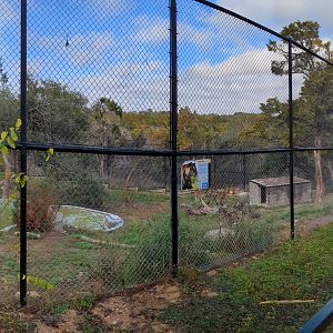 "Bengal" tiger habitat #2