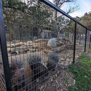 African Crested porcupine