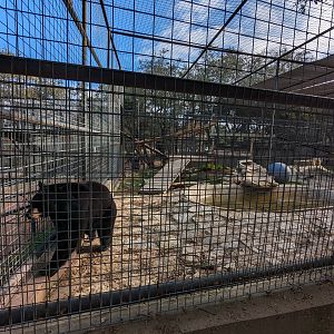 American black bear - new habitat