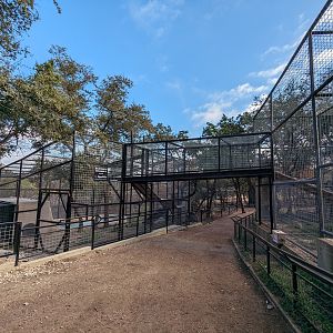 American black bear - new habitat bear bridge