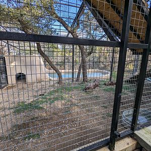 American black bear - new habitat smaller part