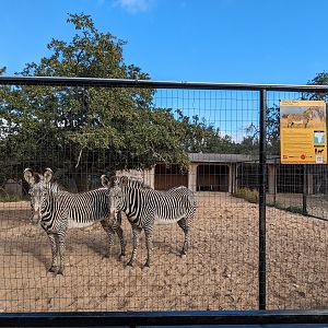 Grevy's Zebra yard