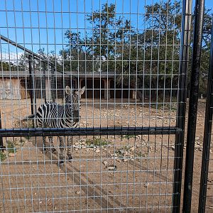 Grants zebra and ostrich yard