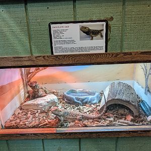 Reptile house - bearded dragon