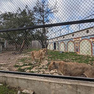 Carnivore complex - African lion females in lion yard #1