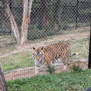 Bengal tiger habitat #2