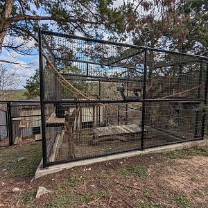 Black spider monkey cage