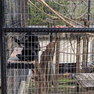 Black spider monkey cage